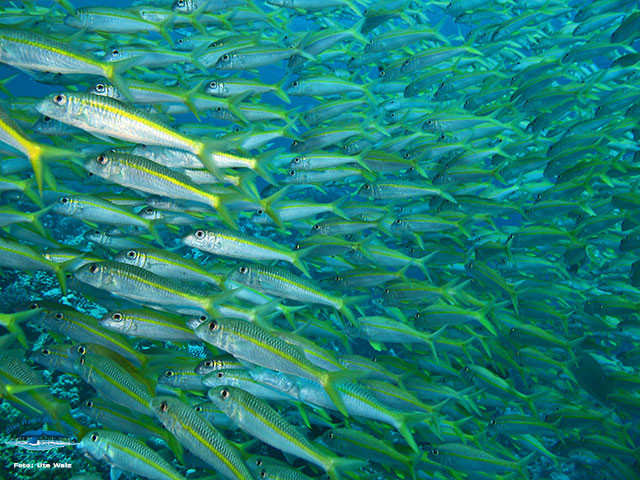 Schwarmfische