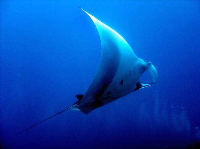 Manta Ray