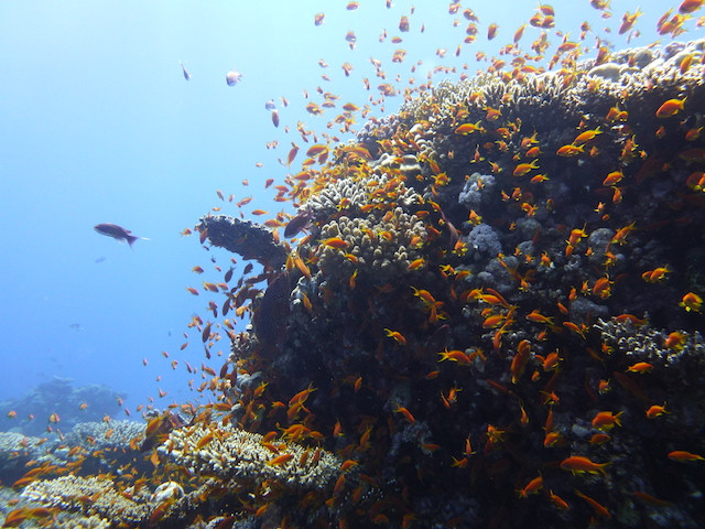 Fische vor Koralle