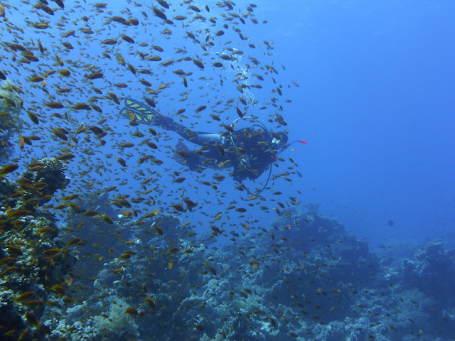 Taucher und Fischschwarm