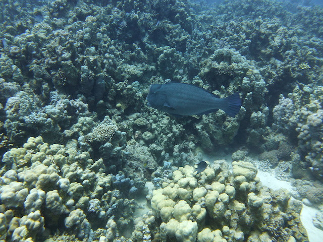 Büffelkopfpapageienfisch vor Koralle