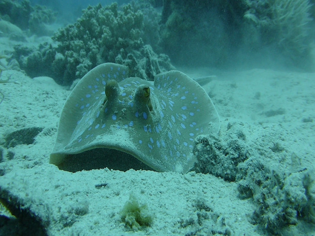 Blaupunktrochen gräbt 