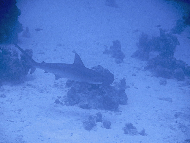Hammerhai vor Korallen