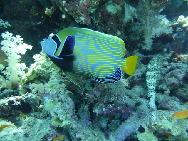 Kaiserfisch vor Korallen
