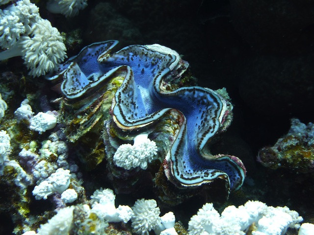 Riesenmuschel