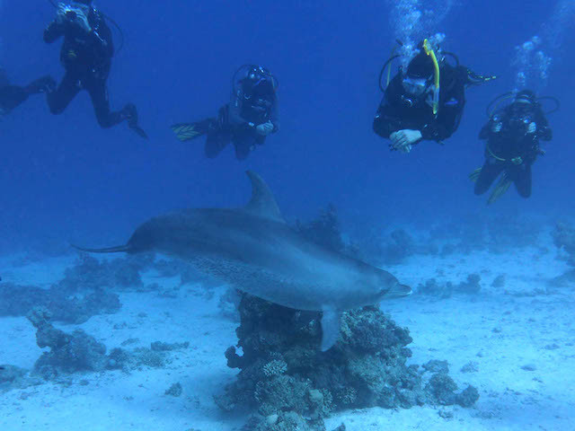 Taucher trifft Delfin