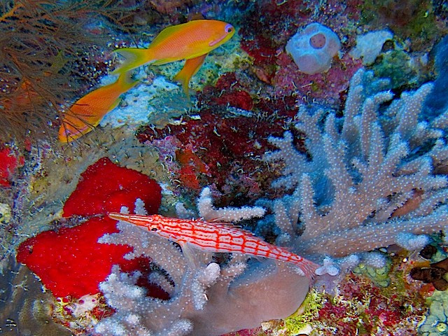 Langnasenbüschelbarsch