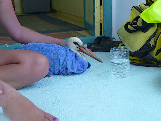 Storch ruht sich aus