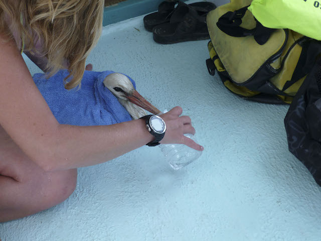 Storch wird aufgepäppelt