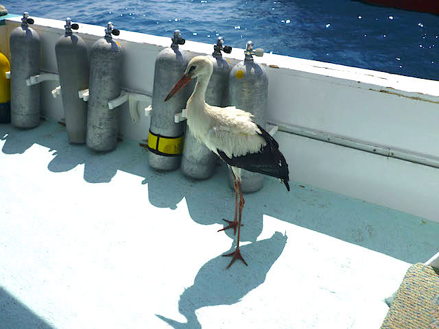 Storch auf Boot
