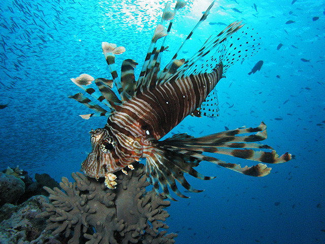 Lionfish