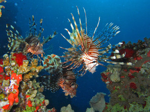 Rotfeuerfische zwischen Korallen