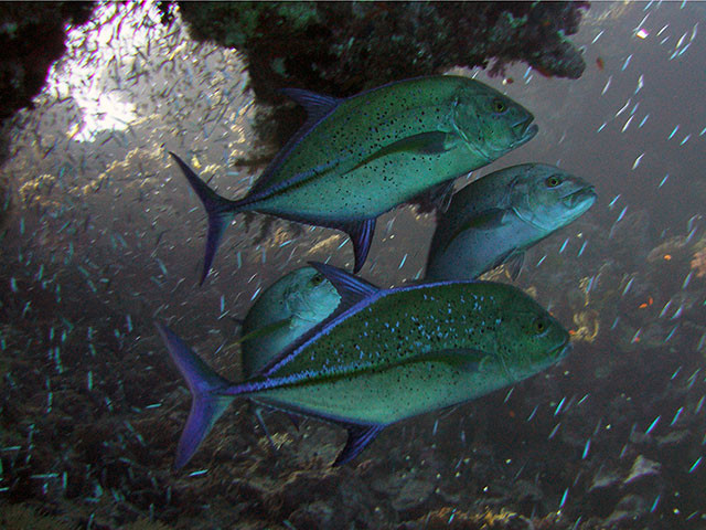 Blauflossen Stachelmakrele
