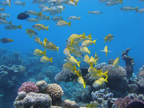 Blaustreifen Schnapper