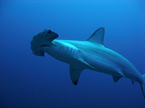 Hammerhai