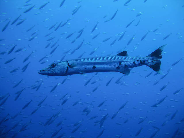 Barrakuda