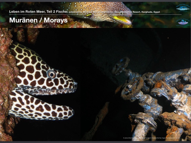 Morays