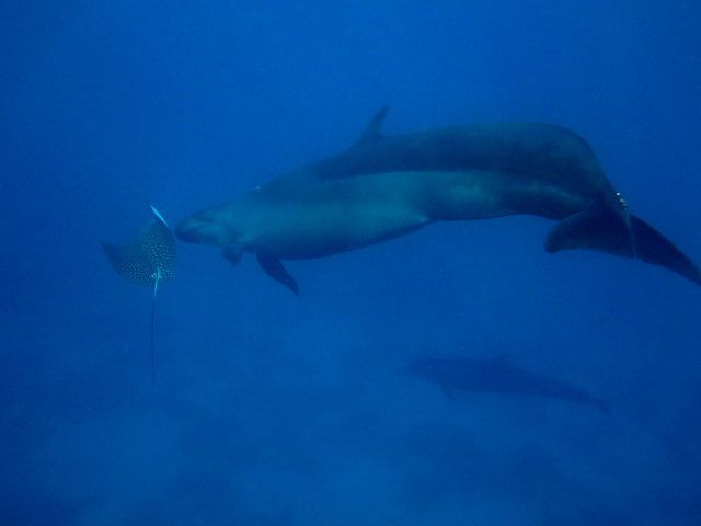 Schwertwal schwimmt mit  Adlerrochen