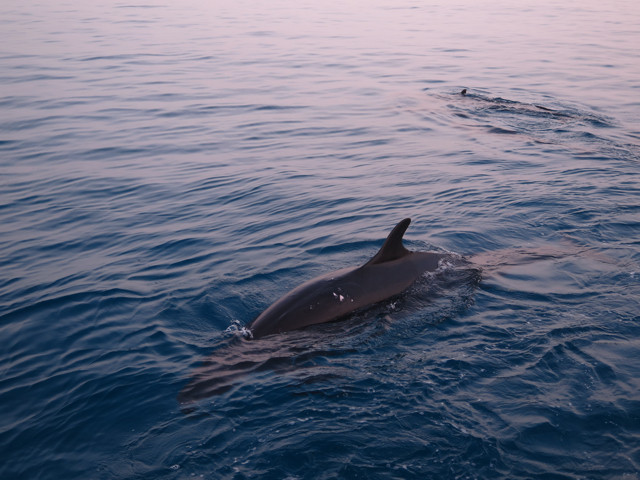 Schwertwale Rückenfinne
