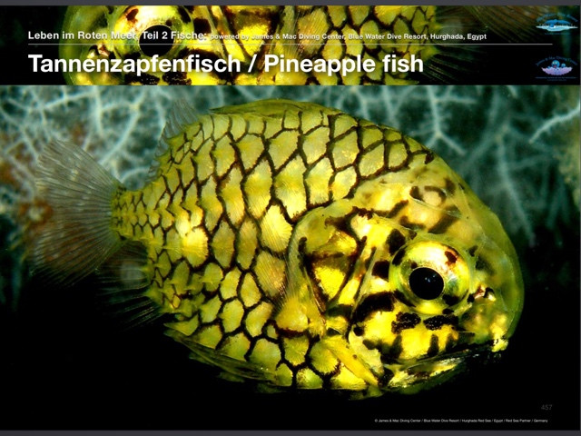 Pineapple fish