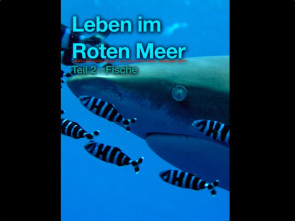 Leben im Roten Meer