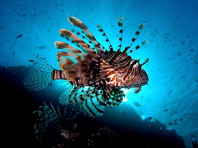 Rotfeuerfisch