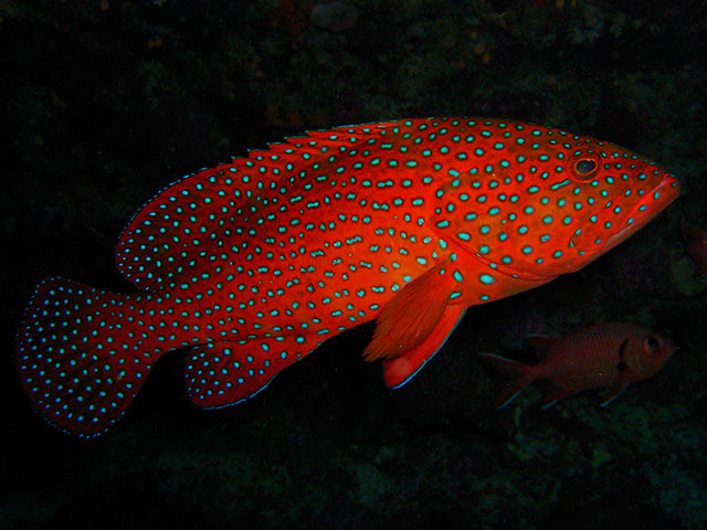 Juwelen Zackenbarsch