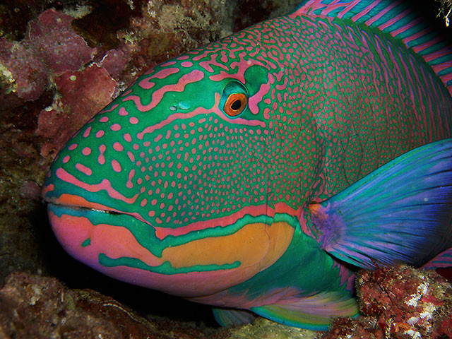 Masken-Papageifische