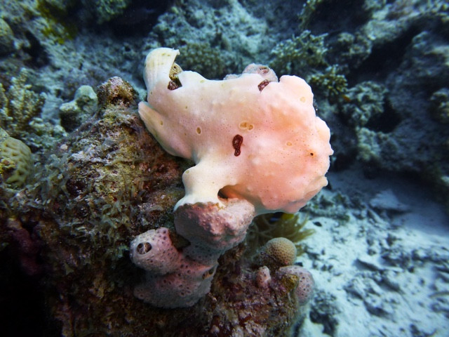 Frogfish