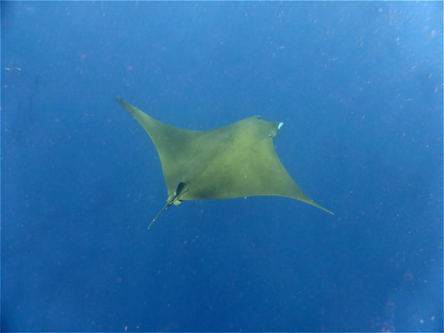 Teufelsrochen von oben