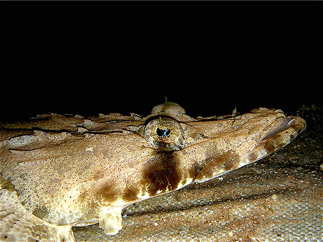 Krokodilfisch