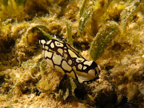 Kopfschildschnecke Pilsbrys 