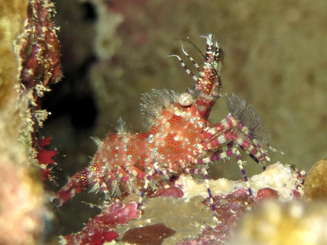 Unterwasserlebewesen