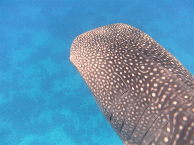 Whale Shark