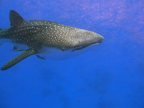 Whale-Shark