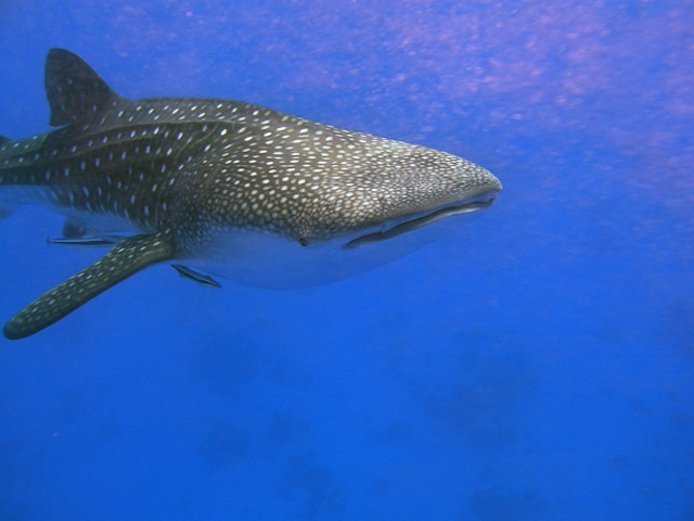 Whale-Shark