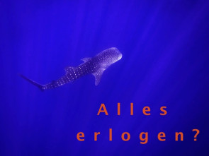 Walhai-im-Roten-Meer