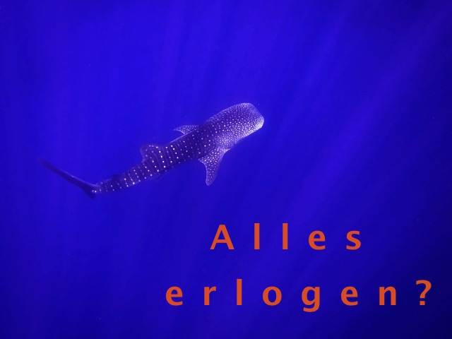 Walhai-im-Roten-Meer