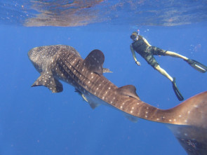 Whaleshark