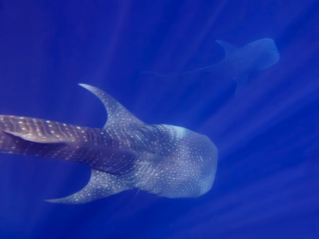 Grossfisch-in-Hurghada