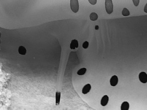 Unterwasser-Lebewesen