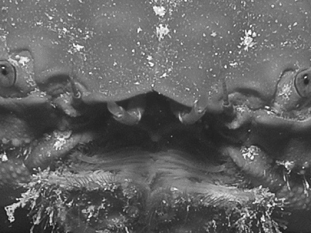 Fischrestaurant-Hurghada