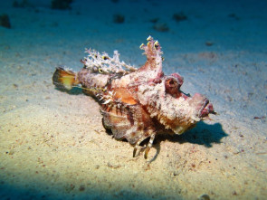 Wolpertinger-Rotes-Meer