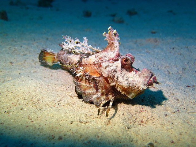 Wolpertinger-Rotes-Meer