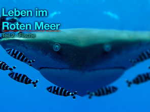 Gratis-Fisch-Buch