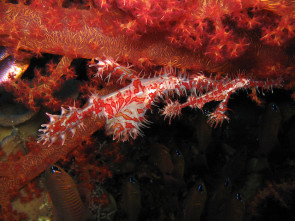 Fetzengeisterfisch