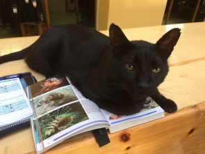Tauchbasis-Kater