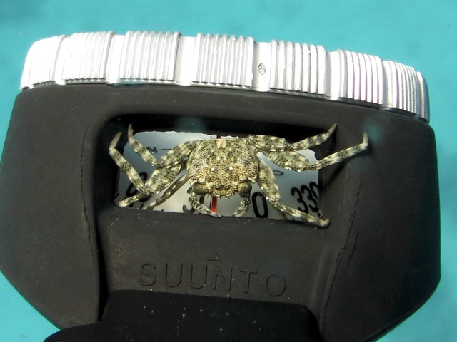 Unterwasserlebewesen