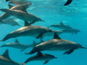 Delfine