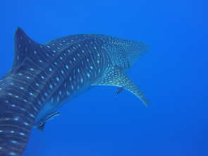 Whale Shark